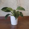 Philodendron Birkin