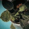 Philodendron Birkin