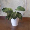Philodendron Birkin