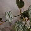 Philodendron brandtianum