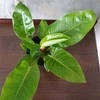 Philodendron erubescens Imperial Žalias