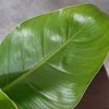 Philodendron erubescens Imperial Žalias