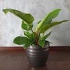 Philodendron erubescens Imperial Žalias