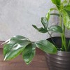 Philodendron Fun Bun