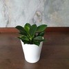 Philodendron Žalias Princess