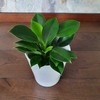 Philodendron Žalias Princess