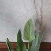 Philodendron hastatum Sidabrinis Queen