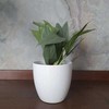 Philodendron hastatum Sidabrinis Queen
