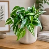 Philodendron hederaceum Rio