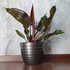 Philodendron Imperial Raudona