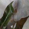 Philodendron Imperial Raudona