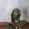 Philodendron Juodas Cardinal