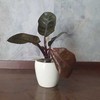 Philodendron Juodas Cardinal