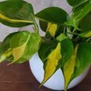 Philodendron scandens Brasil