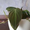 Philodendron scandens Micans