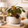 Philodendron scandens Micans