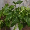 Philodendron selloum Hope