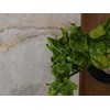 Philodendron selloum Super Atom