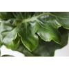Philodendron selloum Super Atom