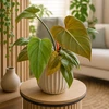 Philodendron Summer Glory