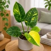 Philodendron Žalias Congo