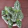 Pilea Cadierei
