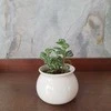 Pilea Cadierei