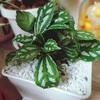 Pilea Cadierei