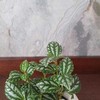 Pilea Cadierei