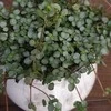 Pilea glaucophylla