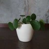 Pilea peperomioides