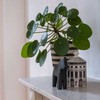 Pilea peperomioides