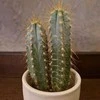 Pilosocereus azureus
