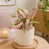 Pink Syngonium Rožinė Rolli