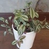 Pink Tradescantia Rožinė Joy
