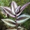 Pink Tradescantia Rožinė Joy