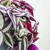 Pink Tradescantia Rožinė Joy