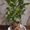 Polyscias Fabian