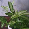 Pteris cretica Albolineata