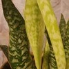 Sansevieria aubrytiana Dragon