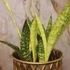 Sansevieria aubrytiana Dragon