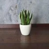 Sansevieria Canary