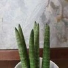 Sansevieria cylindrica Straight
