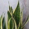 Sansevieria Futura superba