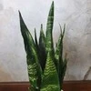 Sansevieria Juodas coral