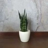 Sansevieria Juodas coral