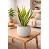Sansevieria trifasciata Golden Flame