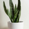 Sansevieria zeylanica