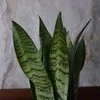 Sansevieria zeylanica