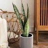 Sansevieria zeylanica